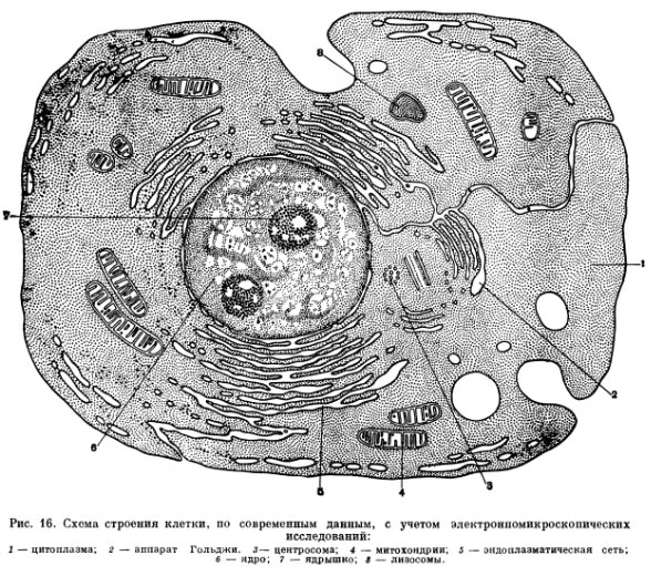 Схема Клетки Фото