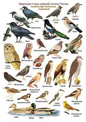 Разновидности Птиц Фото И Их