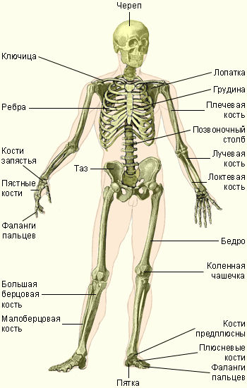 Строение Скелета Человека Фото С Описанием